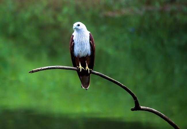 Beautiful Places In Kerala for Bird-Watching