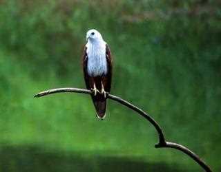 Beautiful Places In Kerala for Bird-Watching image