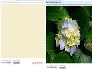 Dynamically loading image in Image control in ASP.NET