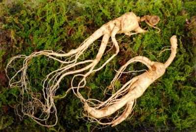 Where In The United States Does Wild Ginseng Root Grow?