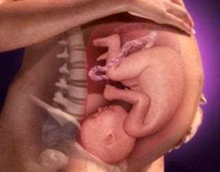 Different Stages of Development of the Baby in the Womb