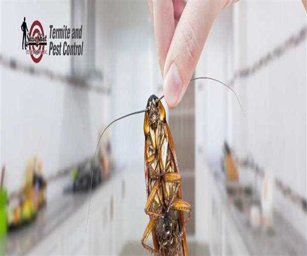 What Are The Benefits Of Regular Pest Control Services