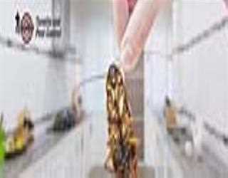 What Are The Benefits Of Regular Pest Control Services