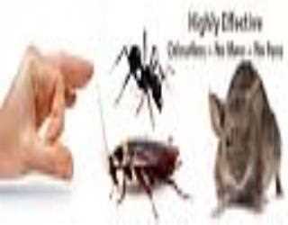 Do It Yourself Pest Control - It's Easy, Cheap and Effective