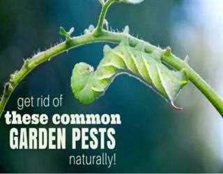 HOW TO GET RID OF GARDEN PESTS NATURALLY