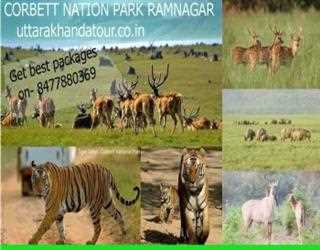 Jim corbett tour safari.