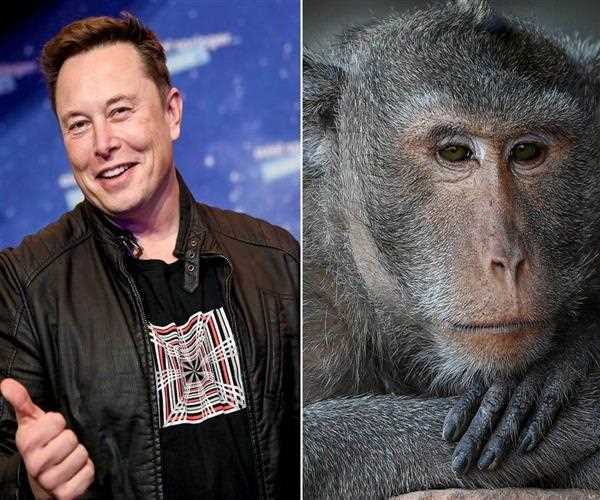 Neuralink, Elon Musk's trials to Link Human Brain to Computer Killed 15 Monkeys Out of 23