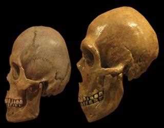 Neanderthals and Modern Humans Differentiate in Brain Development