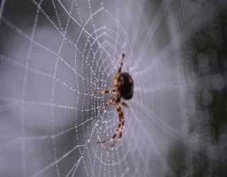 Does Spiders Dream Like Other Animals? A New Study Shows the Results