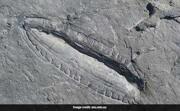 The oldest supper in the world sheds light on the origins of early animal relatives.