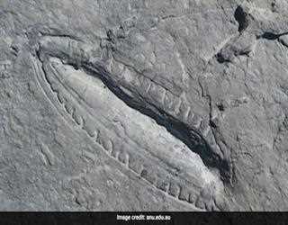 The oldest supper in the world sheds light on the origins of early animal relatives.