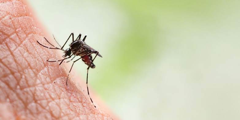 The Reasons Some People Attract Mosquitoes