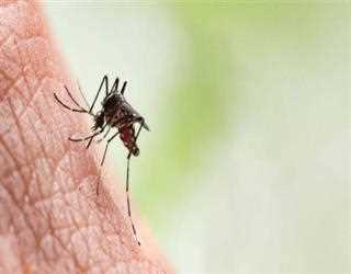 The Reasons Some People Attract Mosquitoes