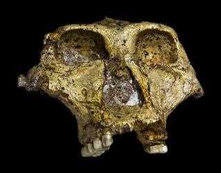 Oldest genetic data from a human relative found in 2-million-year-old teeth
