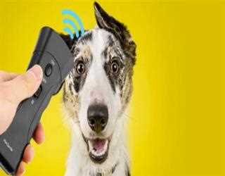 The Evolving Technology and Products for Pet