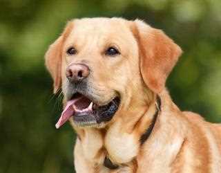 Steps You Should Take After a Dog Bite
