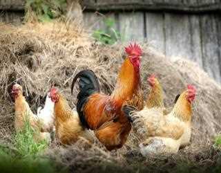 How to Start Poultry Farming Business