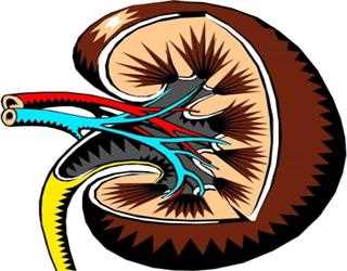High Cholestrol and Kidney Problems