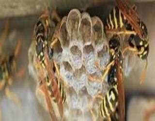 Control the Wasps in a Snap with These Tips and Tricks