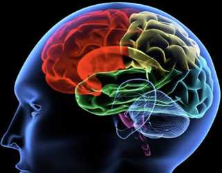 The Human Brain: Unraveling the Mysteries of Consciousness and Cognition