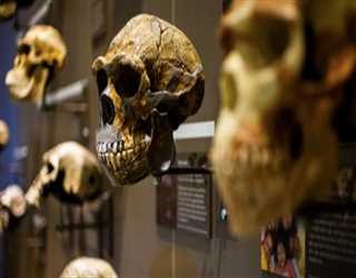 Evolutionary Biology: The Mechanisms and Evidence of Species Adaptation