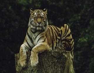 Pench National Park: Experience The Territory Of Jungle Book