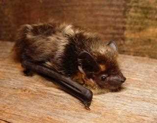 Bat Removal