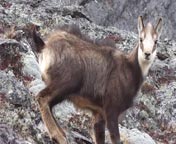 Chamois