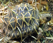 Indian Star Tortoise