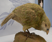 Kakapo