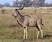 Kudu