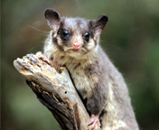 Possum