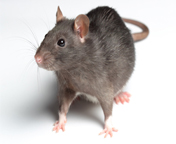 Rat