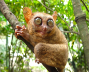 Tarsier