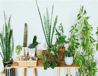 Why Sending Flowers Make An Ideal Gift To Welcome A New Baby?