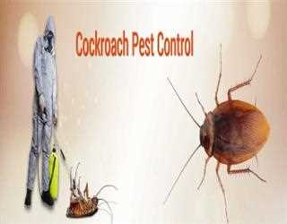 Control Cockroaches with DIY or Professional Pest Control Methods