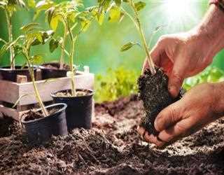 Learn How To Grow And Care For Gardening Plants