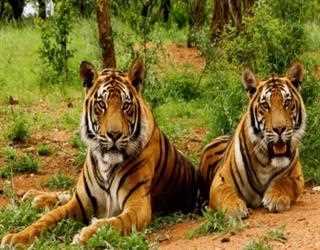 Ramnagar: a lot more than just a gateway to Jim Corbett National Park.