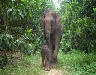 Wildlife Tourism on Andaman Island