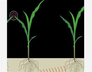Signaling and Communication in Plants