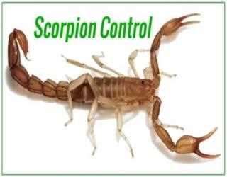 Important Facts About Scorpions