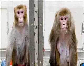 Monkey Died from Neuralink Chip