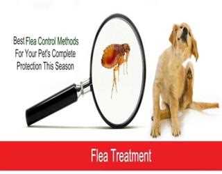 Flea Menace & Easy Steps of Flea Treatment