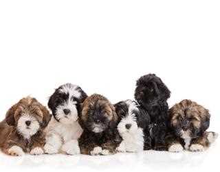 5 tips on how to care for Lhasa Apso puppies