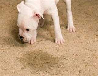 HOW TO REMOVE OLD PET STAINS FROM CARPETS