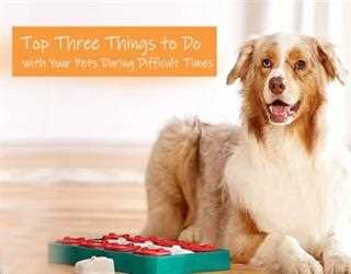 Best Three Things to Do with Your Pets During Difficult Times
