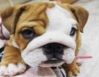 Want to Buy a Golden Doodle