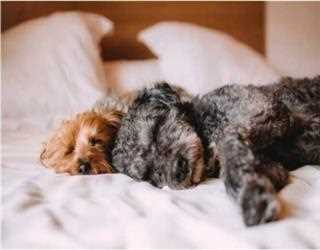 CBD for Dog Anxiety Symptoms (Shaking and Panting)