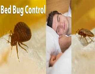 Bed Bug Treatment Preparation Tips by Professionals