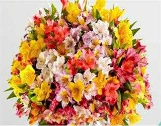 Know More About Alstroemeria Flowers